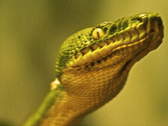 Что делать, если укусила змея: 10 советов герпетолога и змеелова