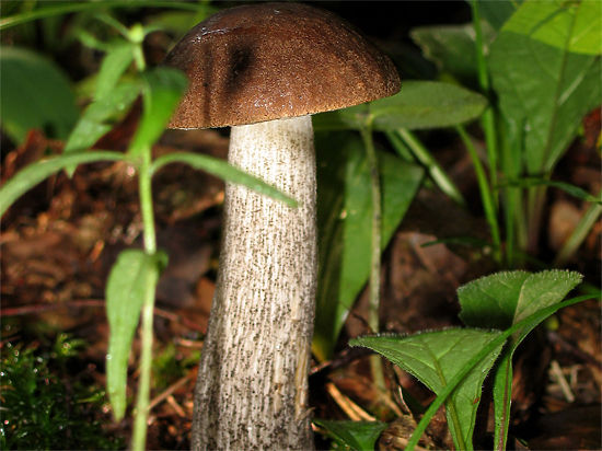 В Подмосковье из-за погодных аномалий появились грибы