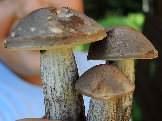 Белые грибы появились раньше времени: как достойно встретить сезон