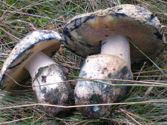 В Подмосковье обнаружены редкие грибы
