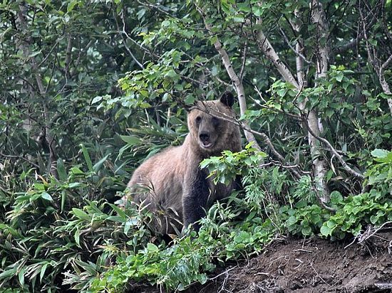  ��������������� �������� ������� �������� 