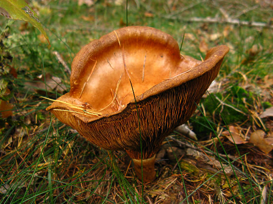 Рыжики из бутылки стали главным орудием импортозамещения в России