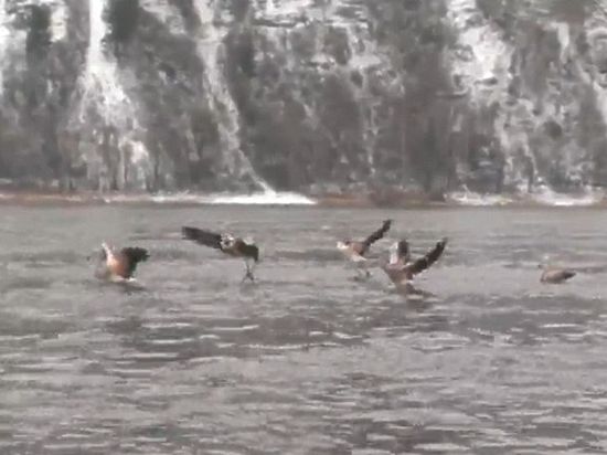 Семь фламинго по ошибке прилетели в Сибирь: им грозит гибель