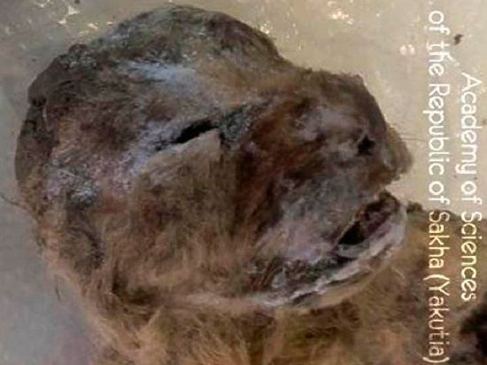 В Якутии найдены сохранившиеся внутренние органы и шерсть пещерного льва