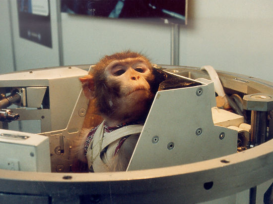Красная обезьяна до красной планеты доведет: тайны работы животных-космонавтов Красная обезьяна до красной планеты доведет: тайны работы животных-космонавтов