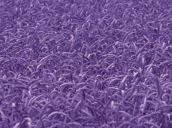 В Сибири вывели фиолетовую пшеницу