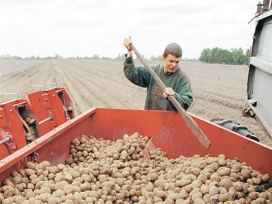 Картофель в России в изобилии, но до импортозамещения еще далеко