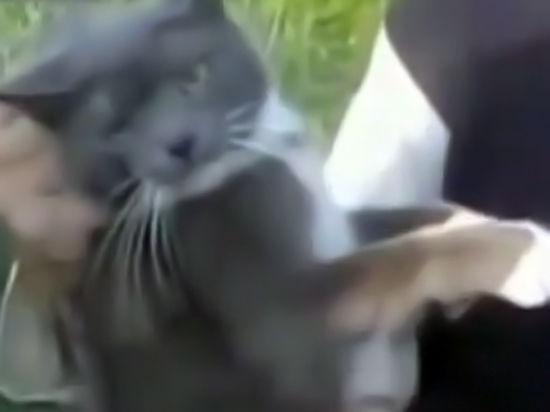 Полиция начала проверку «помоечного» видео со взрывом кота петардой