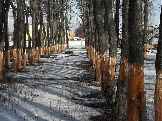 150 молодых здоровых деревьев принес в жертву владелец подольского автосервиса