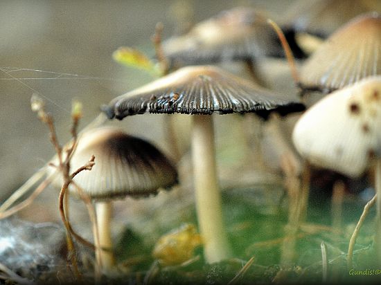 Москвичка отсудила 66 тысяч рублей за испорченный урожай грибов