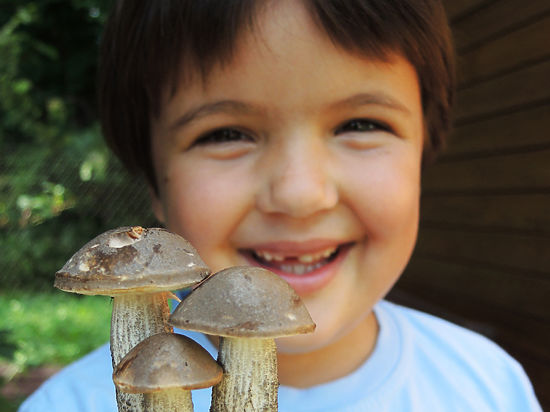 Грибная аномалия: в Подмосковье появились маслята и подберезовики