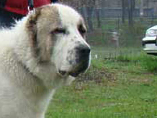 Подмосковные ветеринары спасли алабая, который уселся за руль машины