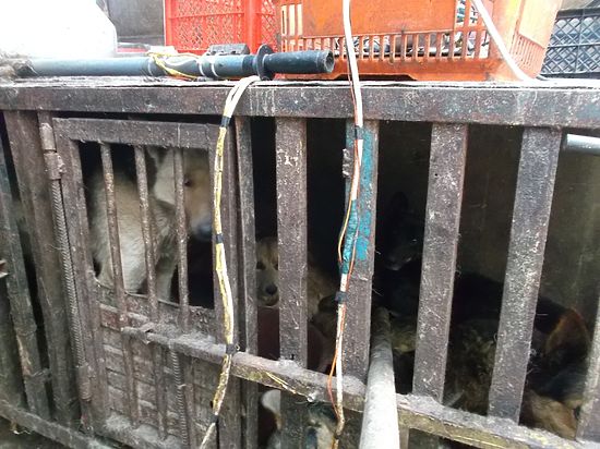 В Самаре собак убивали на мясо