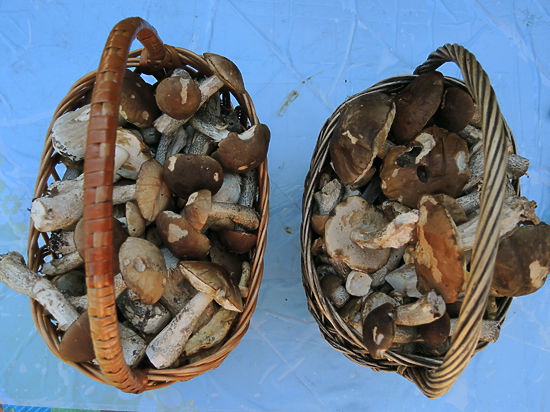 Роспотребнадзор определил правила сбора грибов: с пакетами в лес нельзя