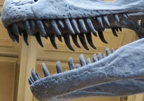 Палеонтологи обнаружили динозавра с короткими лапками и таинственной родословной