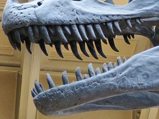В Аргентине министерство науки объявило об открытии нового вида хищных динозавров