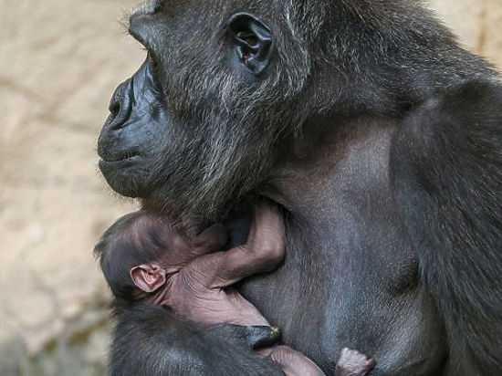 В Московском зоопарке у семейства горилл появился детеныш