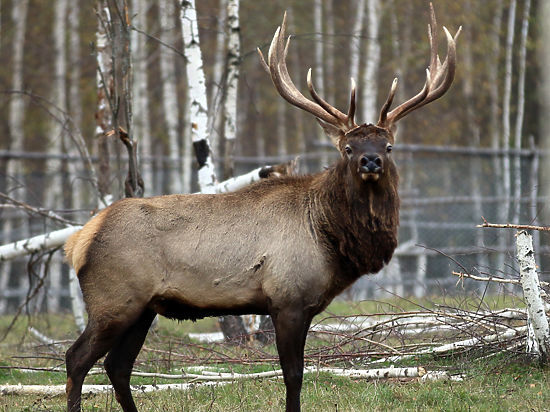 Фото: social.mk.ru