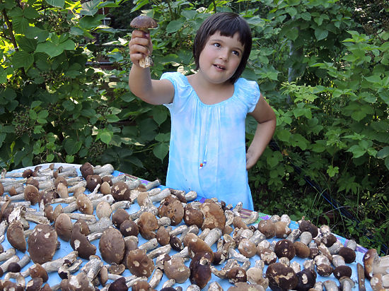 В Подмосковье выросли феноменальные грибы: бывает раз в 10 лет