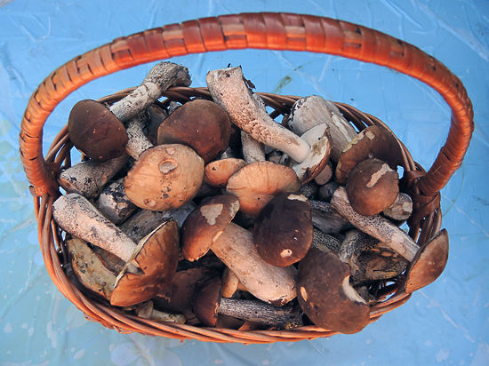 В Подмосковье целая семья отравилась грибами