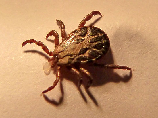 Хождение по мукам с укусом клеща: феерический личный опыт