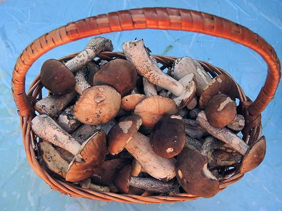 Грел песок, ел грибы: старик три дня скитался по лесу