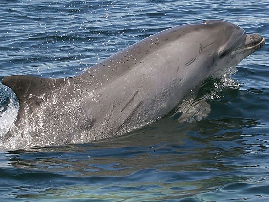 Редких  дельфинов  и  клюворыла  хотят  исключить  из  Красной  книги