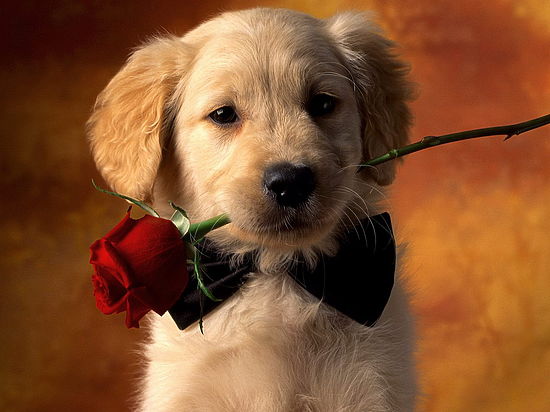 Фото: social.mk.ru