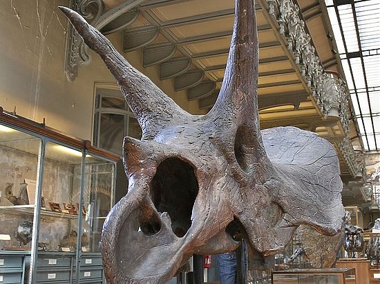 Британские палеонтологи впервые в мире обнаружили мозг динозавра
