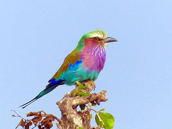 В Африке открыты три новых вида птиц