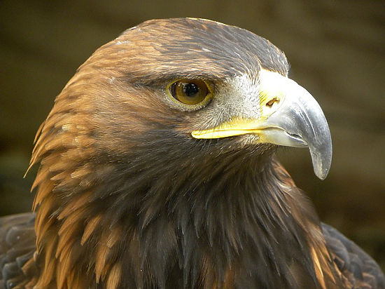 В Дарвинском заповеднике открылся «дом инвалидов» для хищных птиц