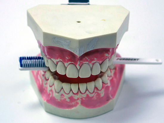 Традицию хранить молочные зубы поддержали генетики