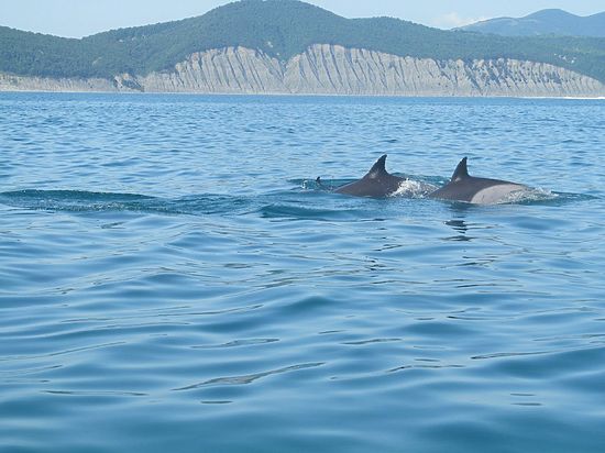 Более 400 дельфинов выбросились на берег в Новой Зеландии