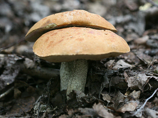 В «Лосином острове» запретили собирать грибы на продажу