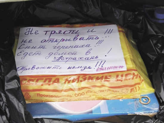 Знаменитая черепаха-путешественница вернулась из Иванова в Астрахань на фуре