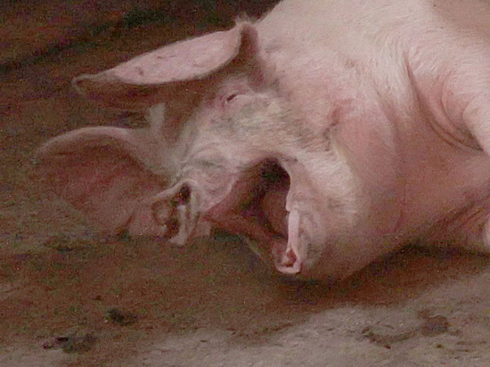 Фермеров будут штрафовать за выброшенные свиные туши