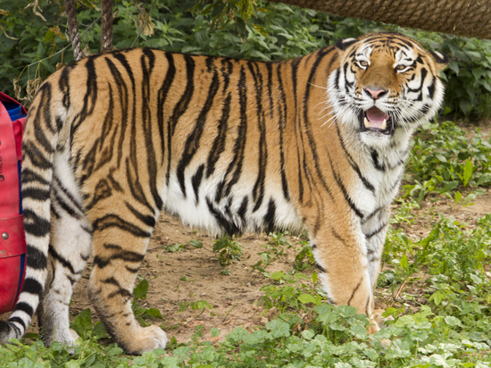 Зоологический феномен: тигра в зоопарке учат смелости