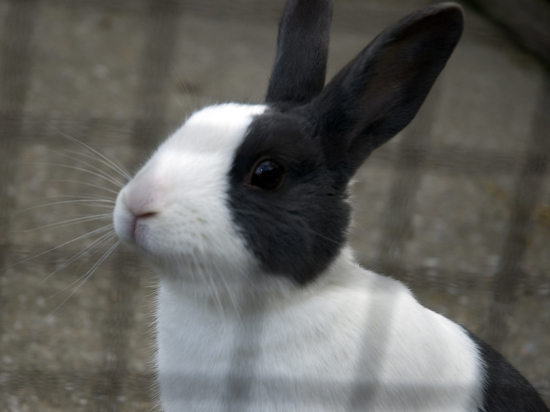 Кроликам в контактных зоопарках предоставят время для отдыха от ласки