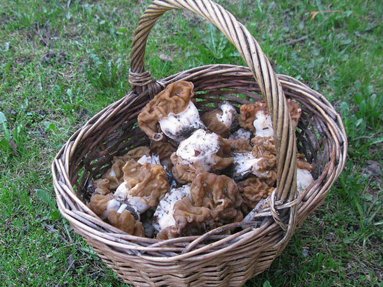 В Подмосковье пик весеннего грибного сезона