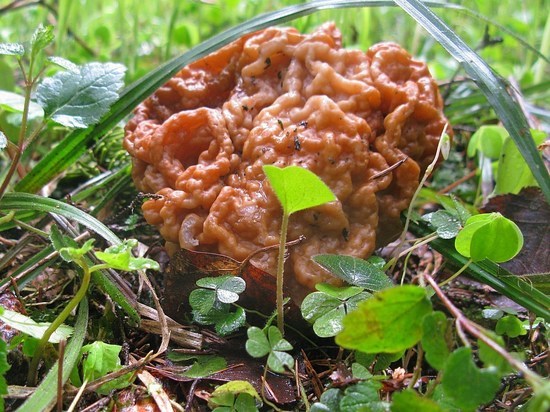 Под снегом выросли «строчки гигантские»: какие грибы появились в Подмосковье