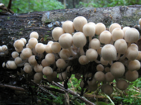Из-за дождливой погоды в Подмосковье случилось «нашествие» ядовитых грибов