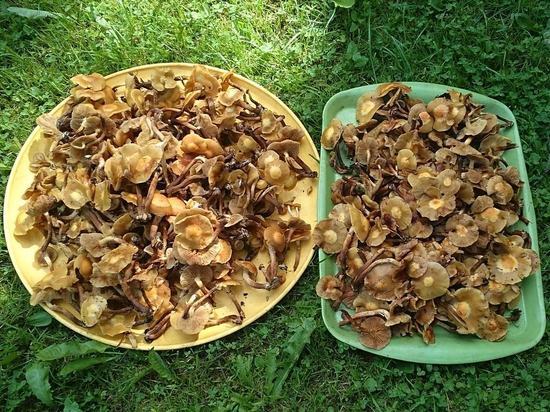 Собрался по грибы — включи Интернет