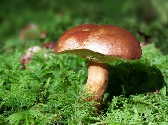 Куда исчезли грибы: эксперты объяснили аномалию в подмосковных лесах
