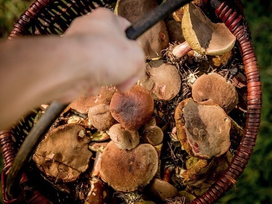 Олений плютей и трутовики: что съесть в лесу в начале июля