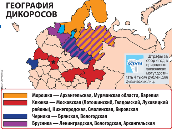 Табу на клюкву