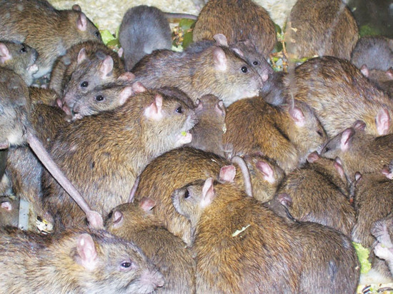 Два пасюка на человека: городские крысы стали настоящими монстрами