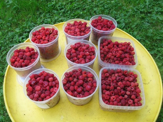 В Подмосковье наступил малиновый бум