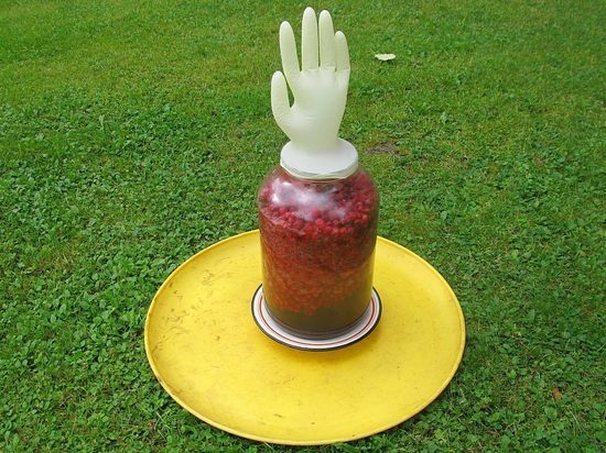 В лес за ягодами для наливки и грибами для салата