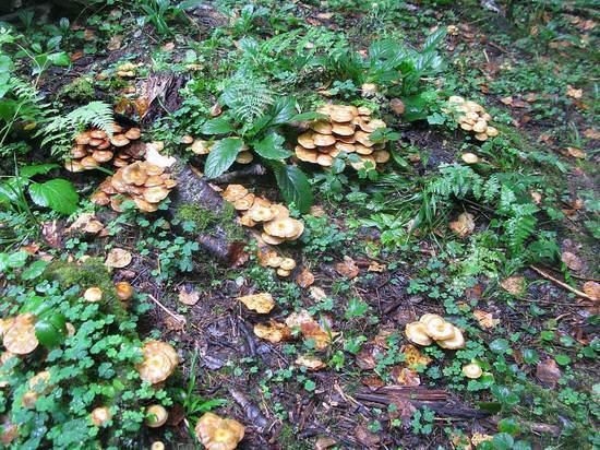 В Подмосковье появились редкие грибы-бараны