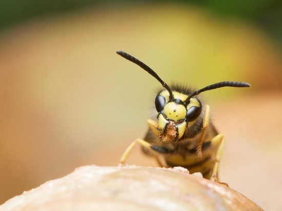 Заслуженную учительницу покусали осы в подмосковном лесу